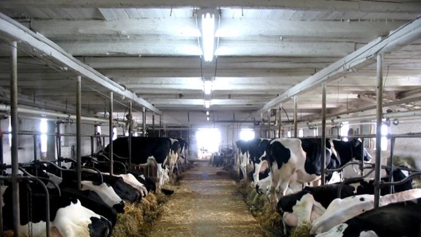 Canada siết chặt quy định nhập khẩu bò sữa tại Mỹ do dịch cúm H5N1