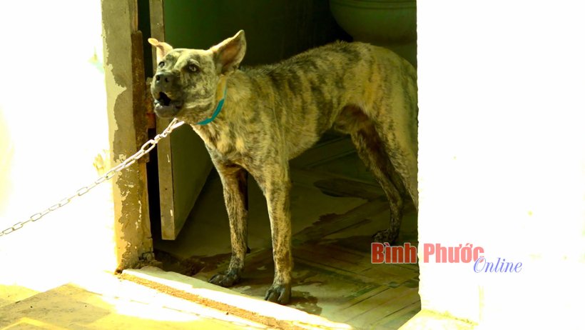 Lộc Ninh: Chó dại thả rông cắn 4 người