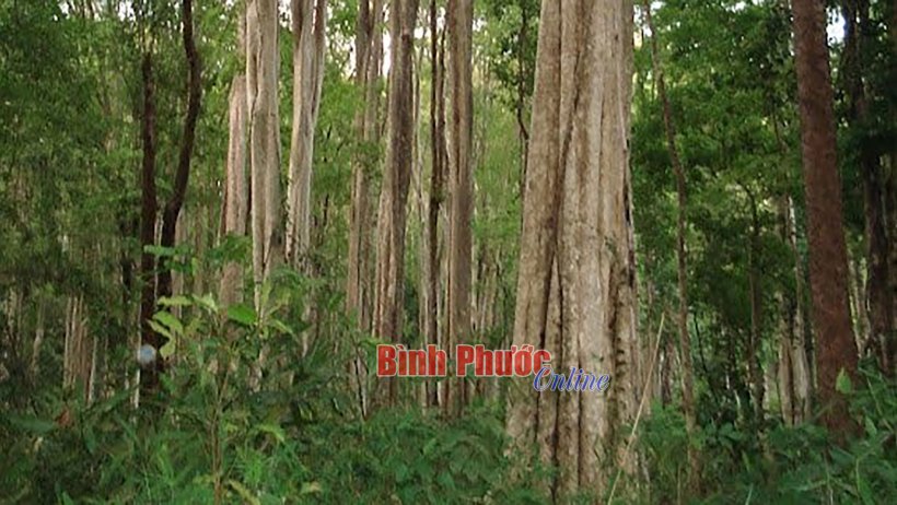Phát triển rừng trồng sản xuất gỗ lớn trên địa bàn tỉnh