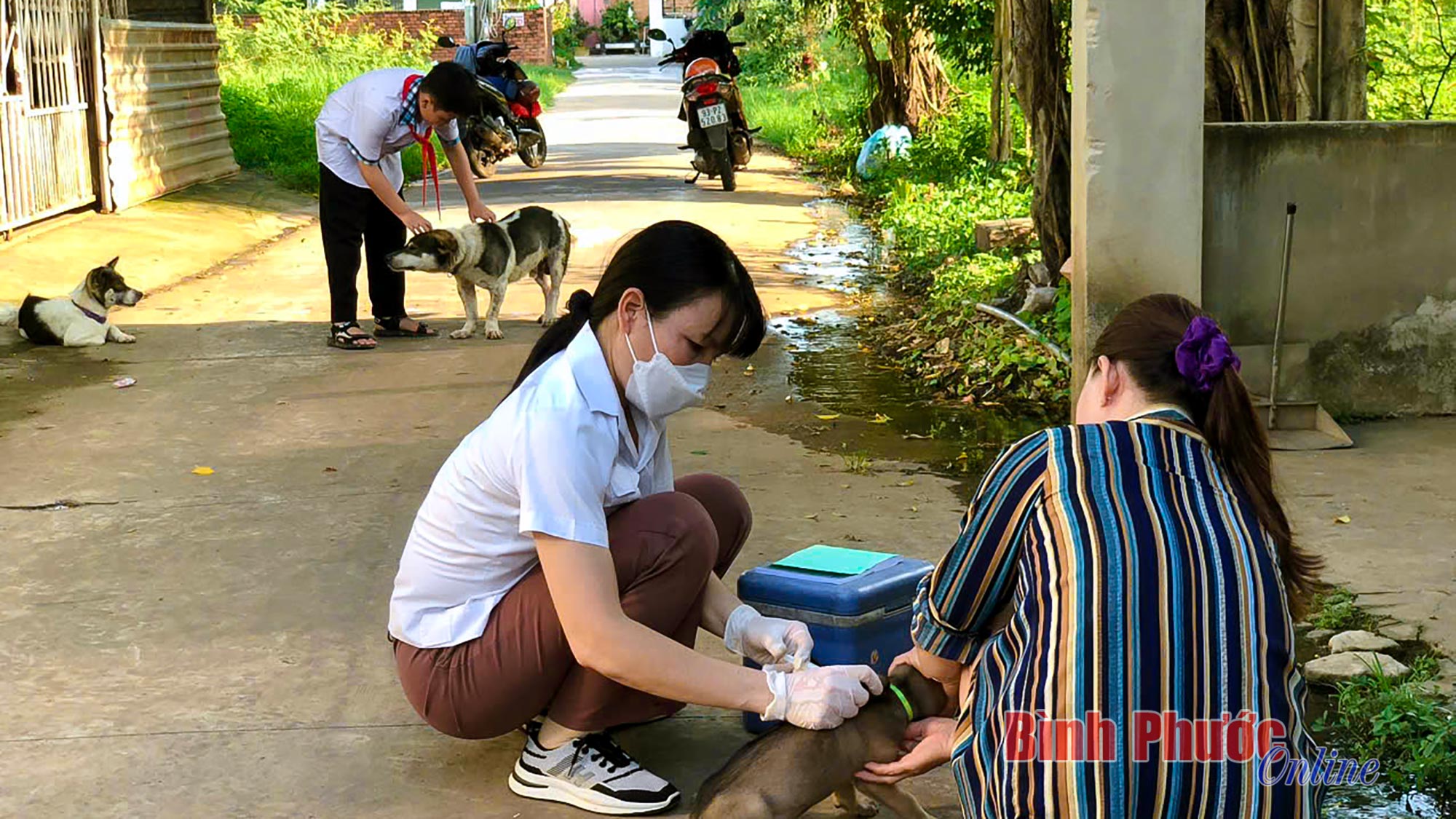 Báo động dịch bệnh dại