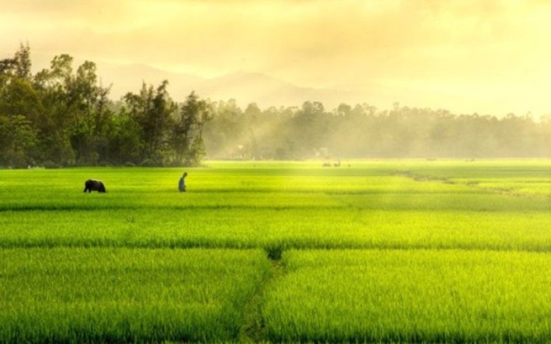 Cha, ruộng đồng và những mùa cơm mới