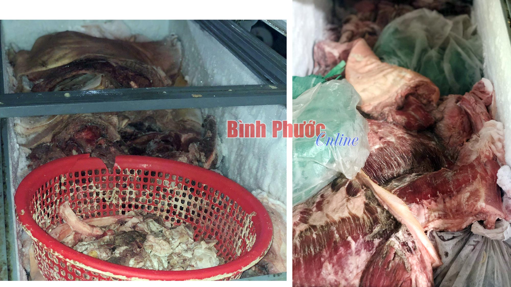 Đồng Xoài tiêu hủy 781kg thịt heo nhiễm dịch tả châu Phi 