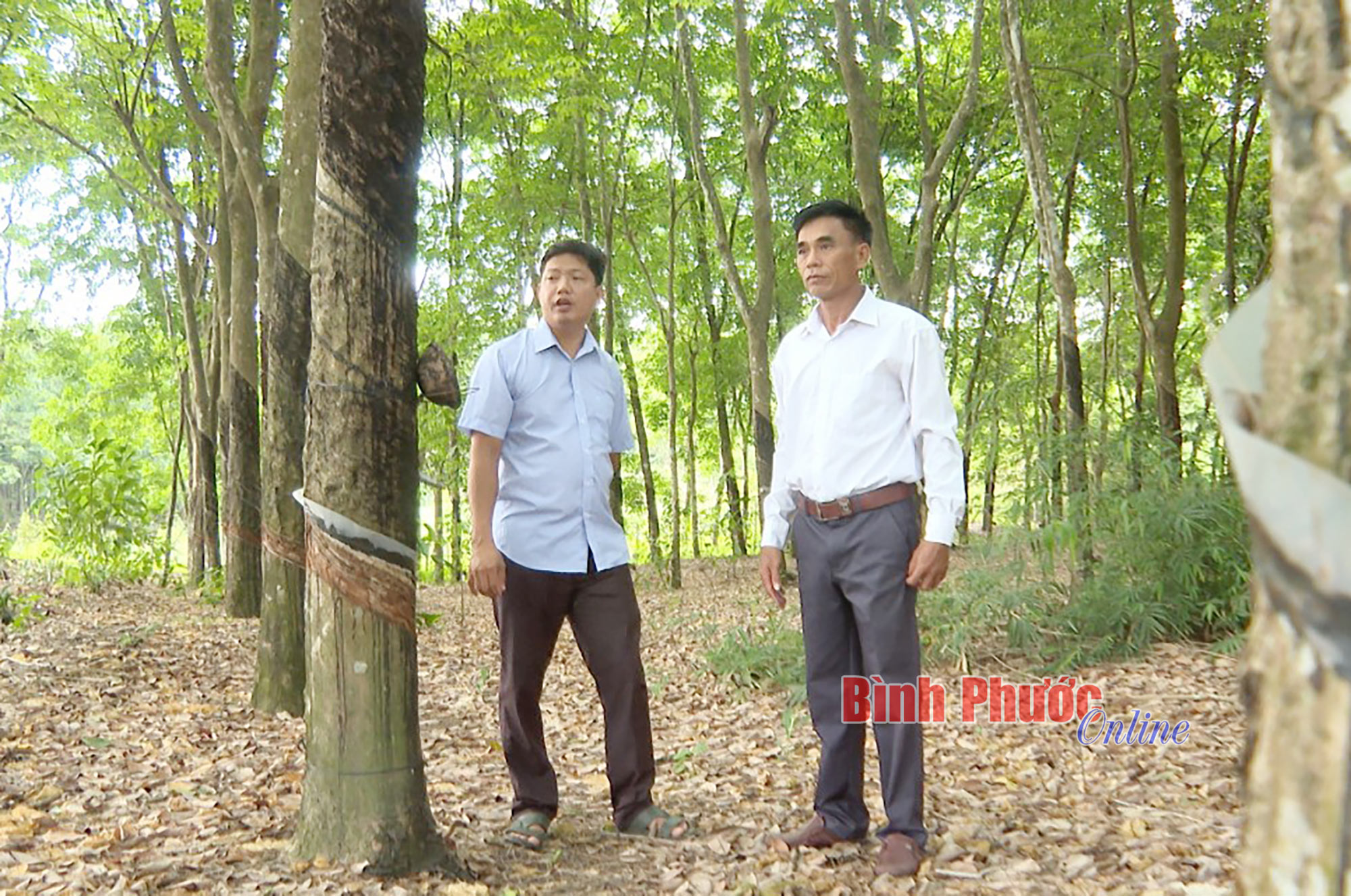 Khi cử nhân gắn bó với vườn rẫy