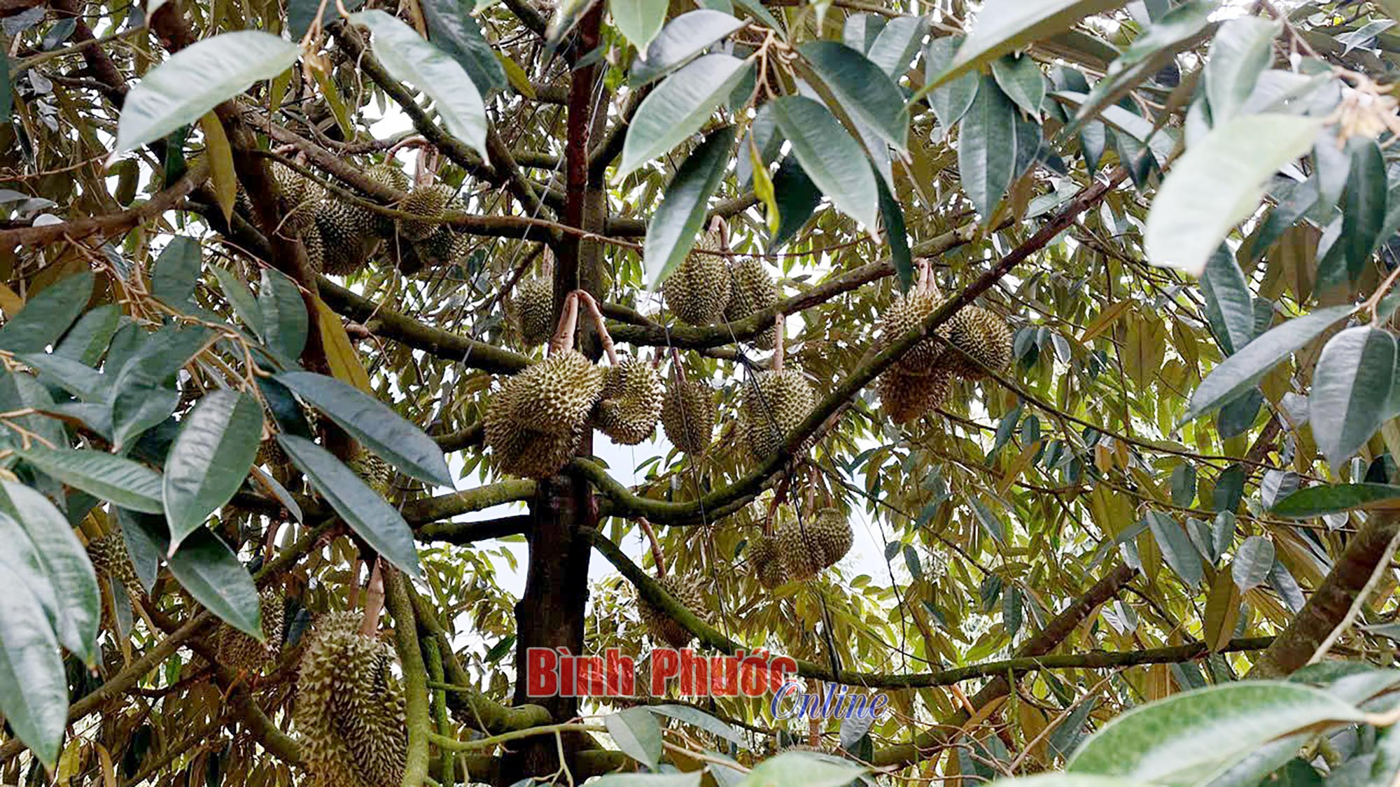 Một số nhiệm vụ về thúc đẩy sản xuất, xuất khẩu sầu riêng bền vững