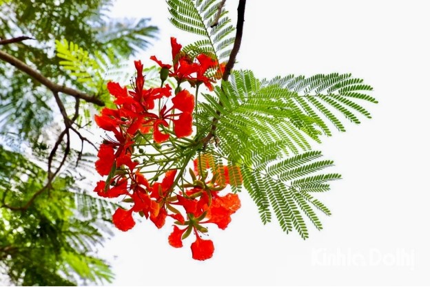 Mùa phượng đỏ tháng Năm