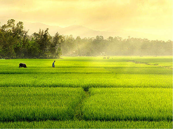 Nhớ khói đốt đồng
