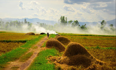 Nhớ mùi rơm rạ quê nhà