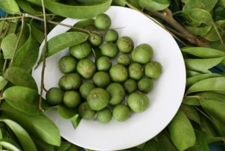 Thương nhớ mùa sấu