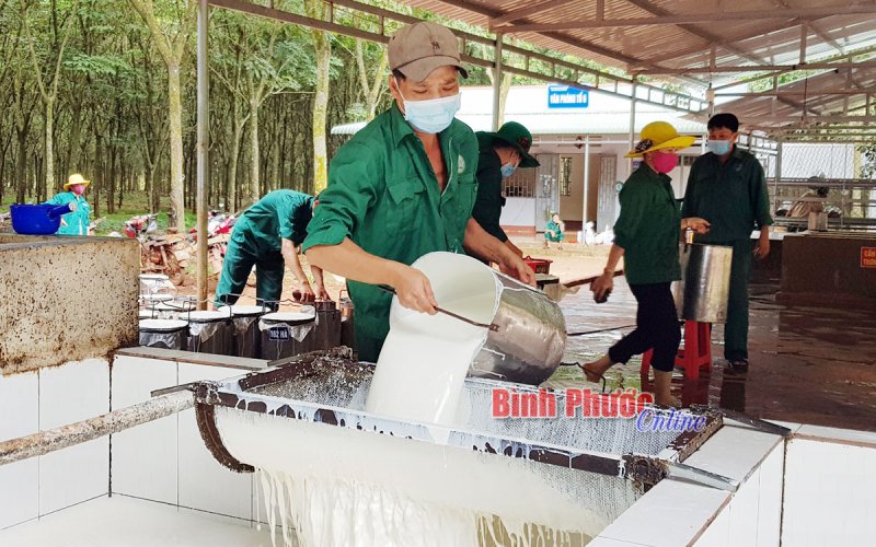 Cao su Bình Long thực hiện “nhiệm vụ kép”