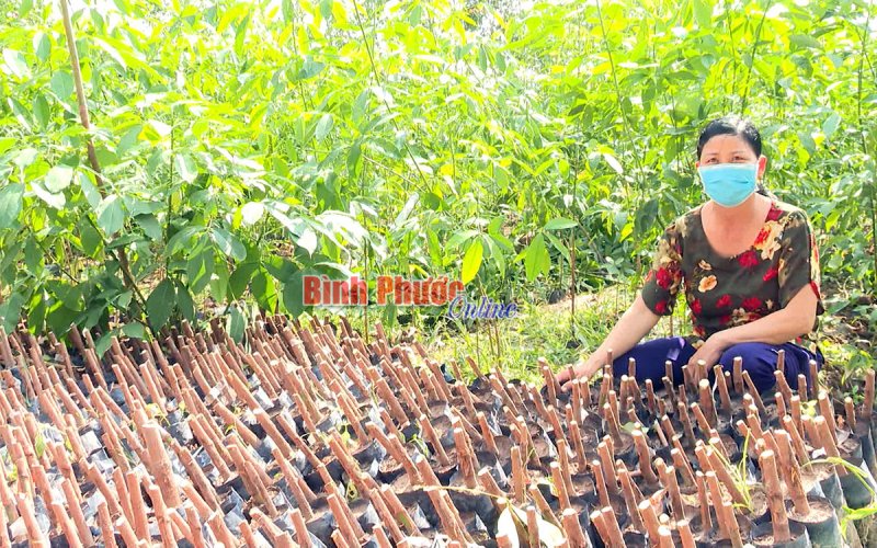 Cao su giống giá cao, nông dân phấn khởi