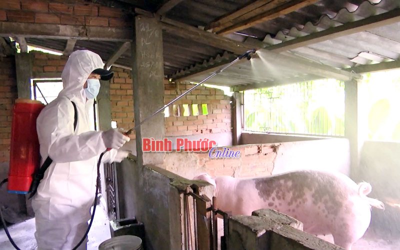 Đồng Xoài: Tiêu độc, khử trùng chuồng trại chăn nuôi phòng, chống dịch tả heo châu Phi