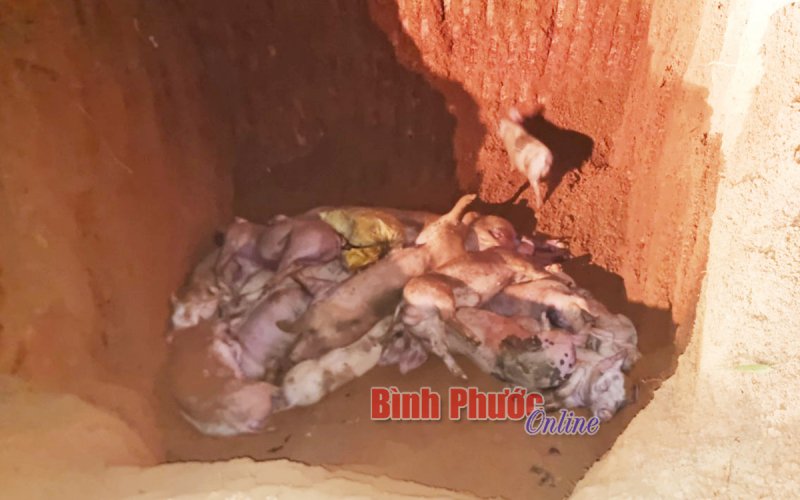 Đồng Xoài: Tiêu hủy 36 con heo mắc dịch tả châu Phi tại xã Tiến Hưng