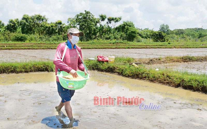 Gạo Lộc Ninh bao giờ có thương hiệu?