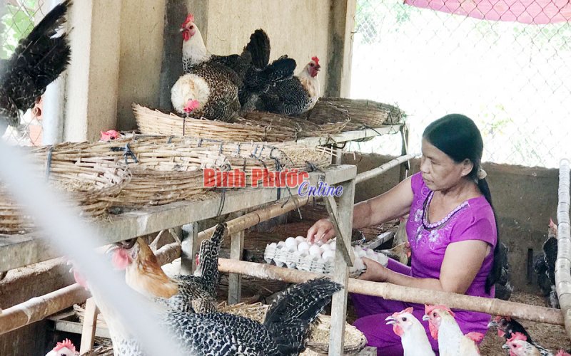 Khi phụ nữ làm kinh tế