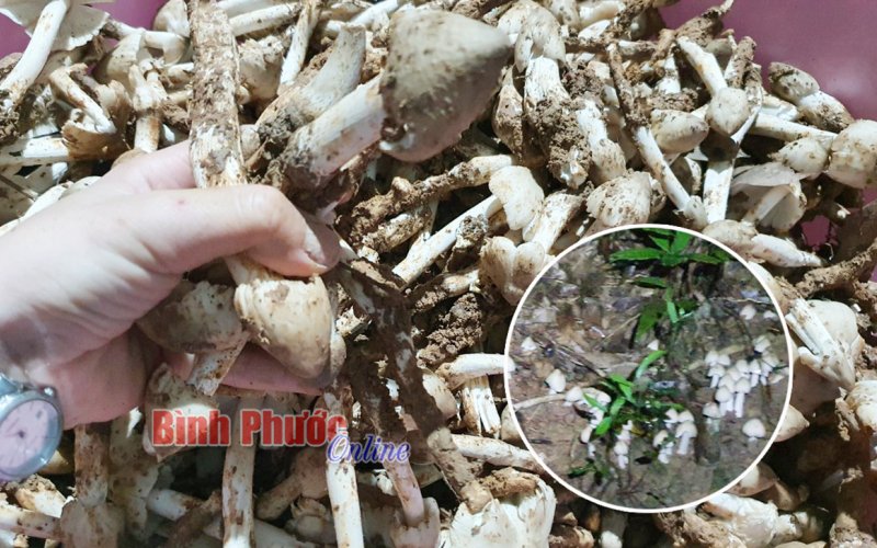 Mùa soi nấm mối!