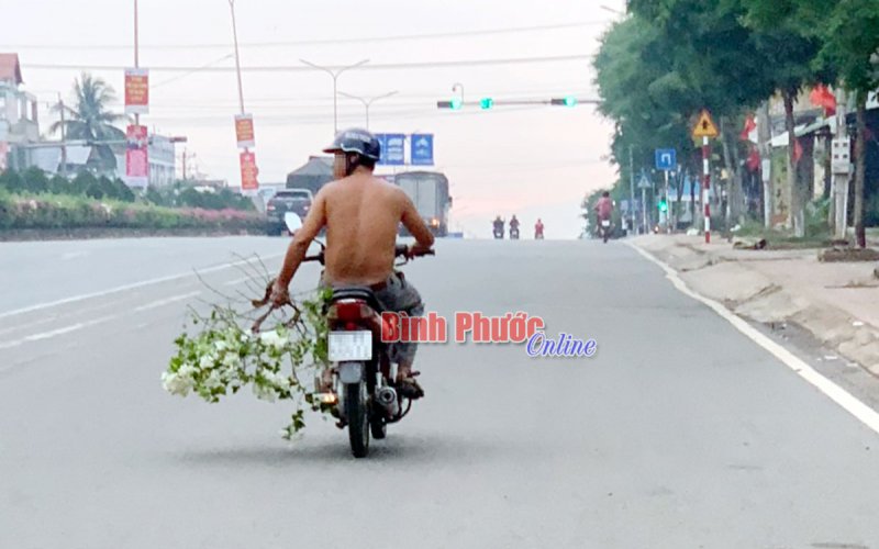 Nạn nhổ trộm hoa giấy trên dải phân cách đường Hồ Xuân Hương
