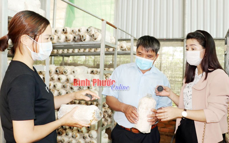 Phú Trung phát triển nghề trồng nấm bào ngư 