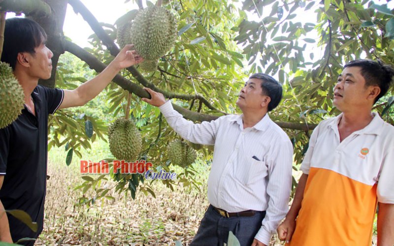 Sản xuất sạch để vươn khỏi “ao làng”