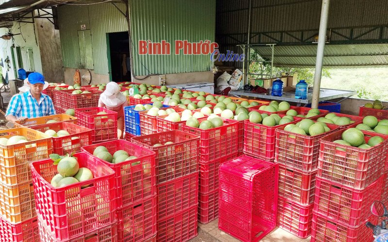 Bưởi da xanh Bù Đốp trúng mùa, được giá