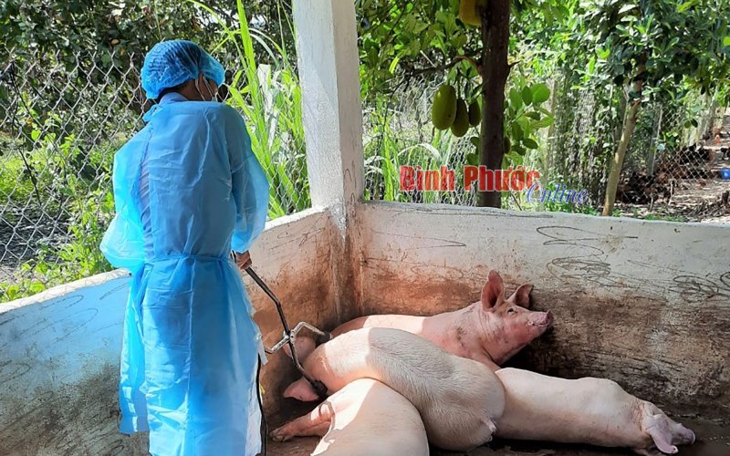 Đồng Xoài: Công bố bệnh dịch tả heo châu Phi tại địa bàn xã Tân Thành