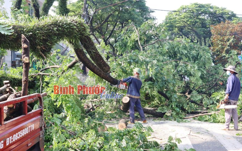 Đồng Xoài: Khẩn trương khắc phục sự cố ngã đổ cây xanh sau cơn giông lốc