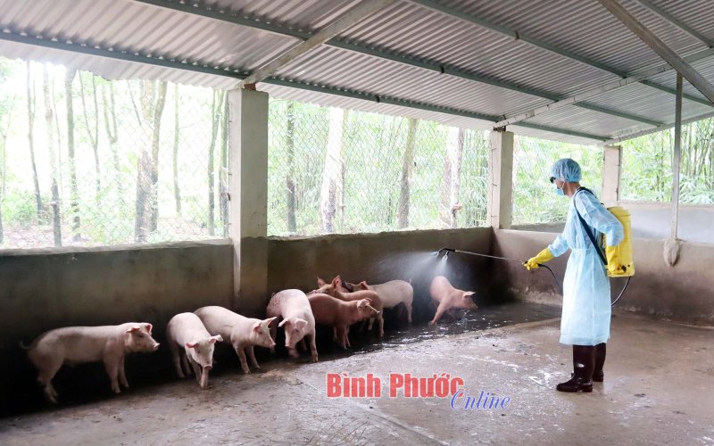 Đồng Xoài: Triển khai tiêu độc, khử trùng chuồng trại chăn nuôi toàn thành phố