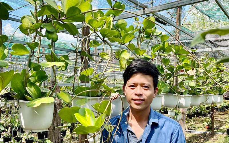 Làm giàu từ hoa cẩm cù