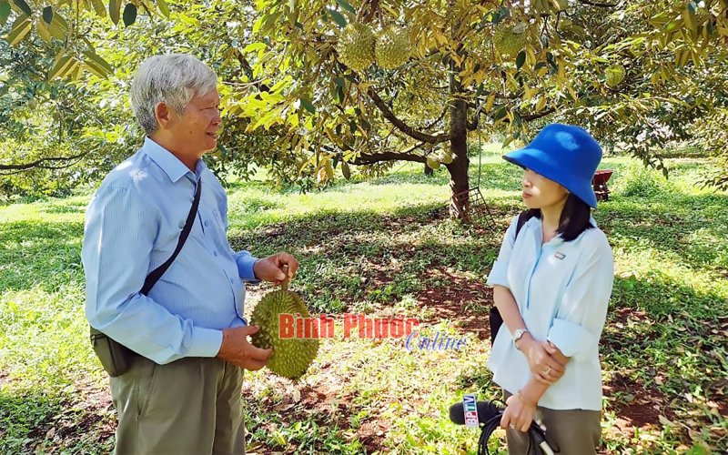 Mùa thu hoạch, thăm vườn sầu riêng VietGap