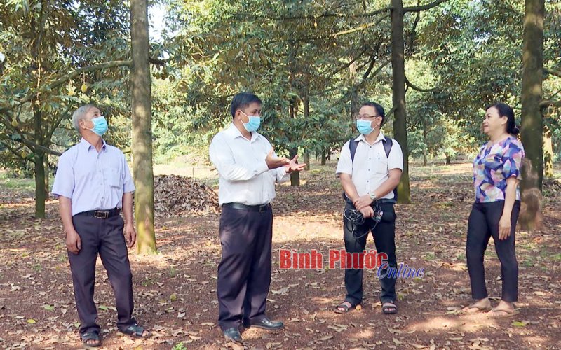 Phước Tân hướng đến xây dựng vùng chuyên canh sầu riêng