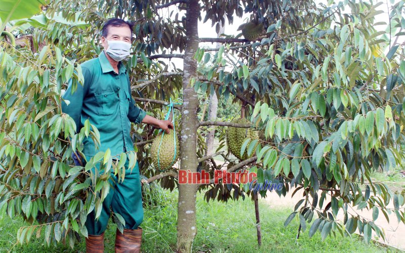 Sầu riêng Minh Tâm nỗ lực xây dựng thương hiệu