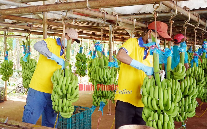 Union Trading và câu chuyện xuất khẩu chuối thành công từ đất Bình Phước