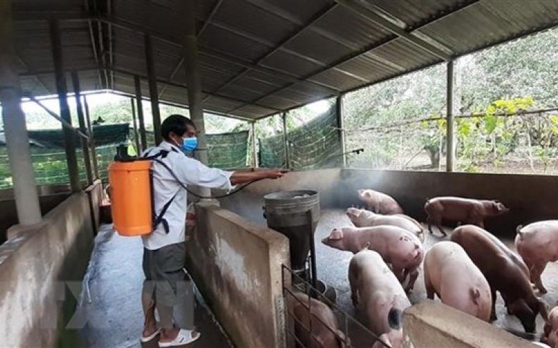 Việt Nam sản xuất thành công vaccine phòng bệnh tả lợn châu Phi