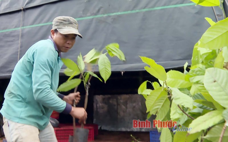 Công ty Puratos Grand-Place Việt Nam tặng cây giống ca cao cho nông dân Bù Gia Mập