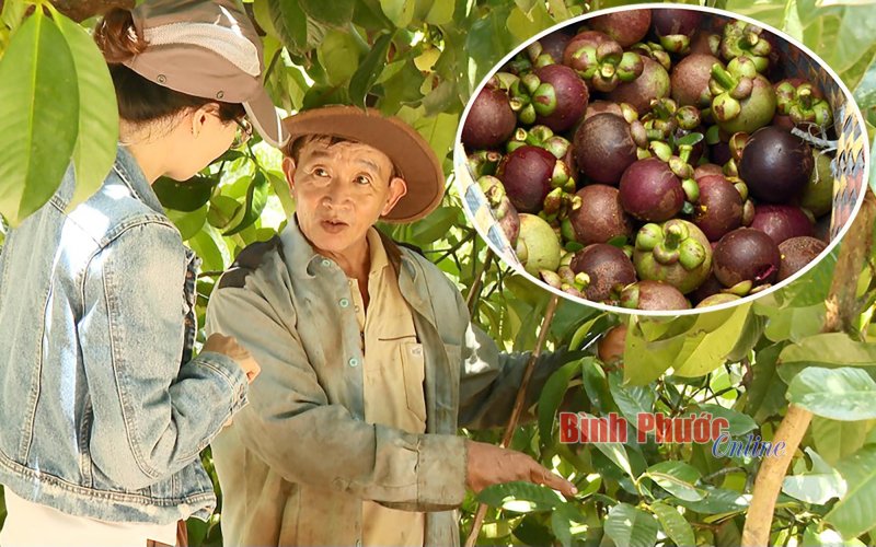 Hái măng cụt xanh có ảnh hưởng đến cây?