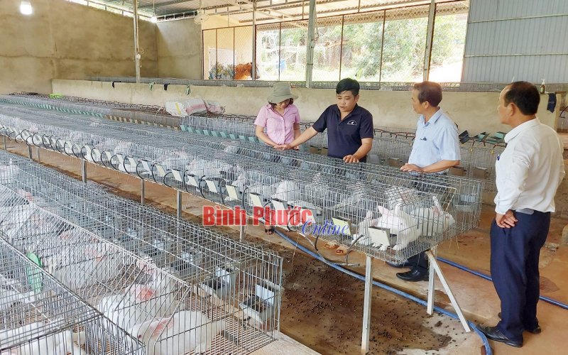 Khởi nghiệp từ nuôi thỏ