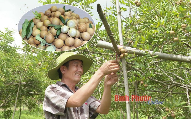 Kỳ vọng mùa nhãn xuồng