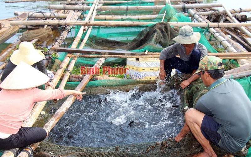 Mưu sinh trên lòng hồ Thủy điện Thác Mơ