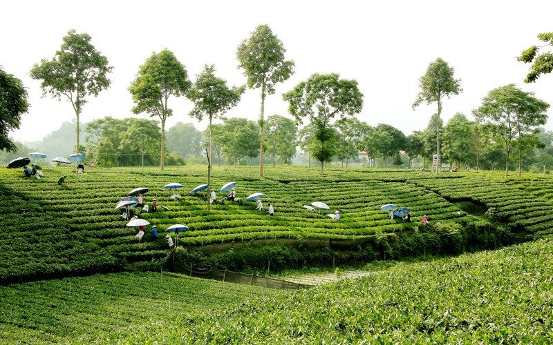 Phát triển bền vững du lịch nông nghiệp nông thôn