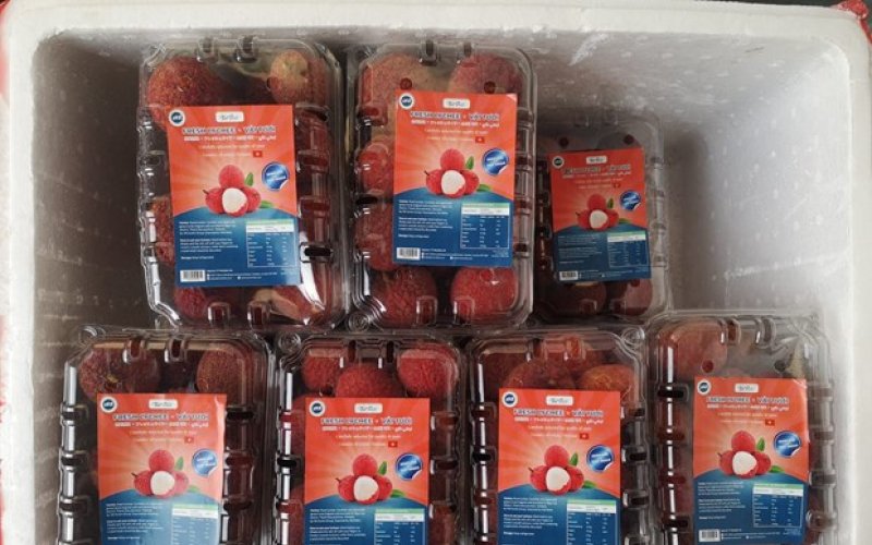 Quả vải không hạt Việt Nam lần đầu có mặt tại thị trường Anh