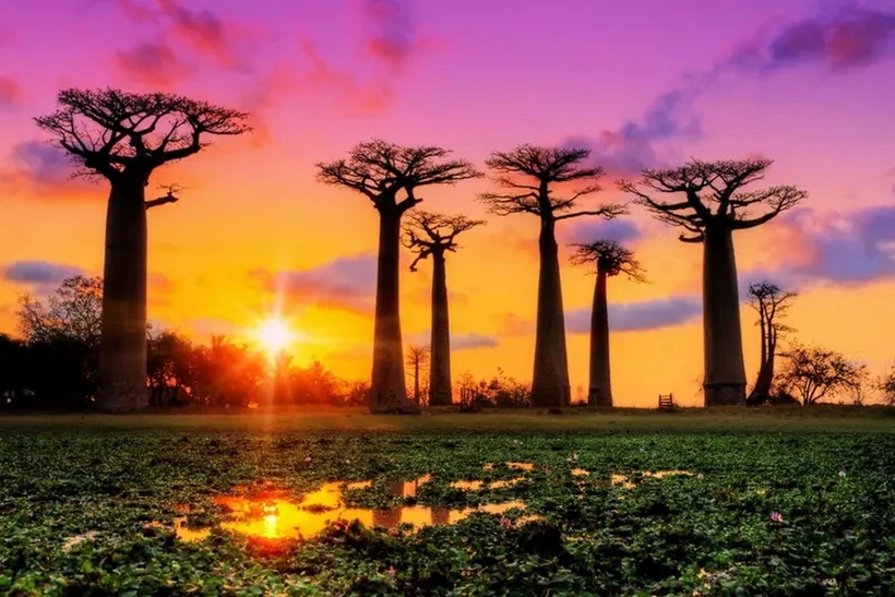 8 sự thật thú vị về baobab - loài cây kỳ lạ nhất trên Trái đất
