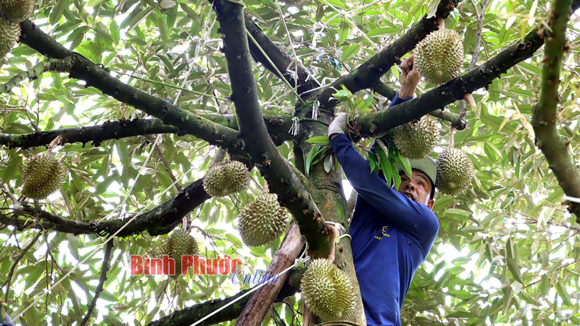 Bình Phước: Nông dân phấn khởi thu hoạch sầu riêng