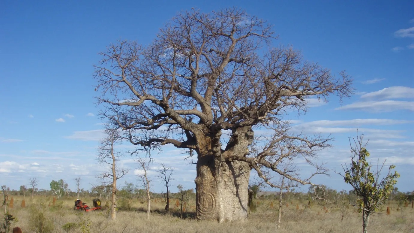 Khám phá nguồn gốc của các loài cây bao báp trên thế giới