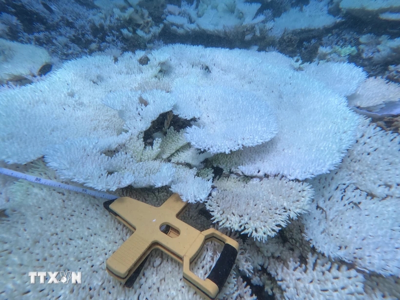 Tìm ra nguyên nhân khiến san hô tại Côn Đảo bị tẩy trắng diện rộng