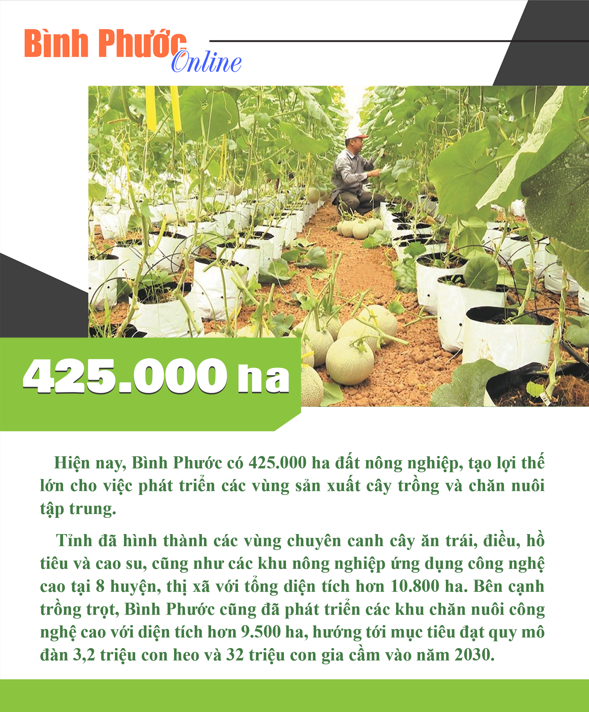 Bình Phước có 425.000 ha đất nông nghiệp