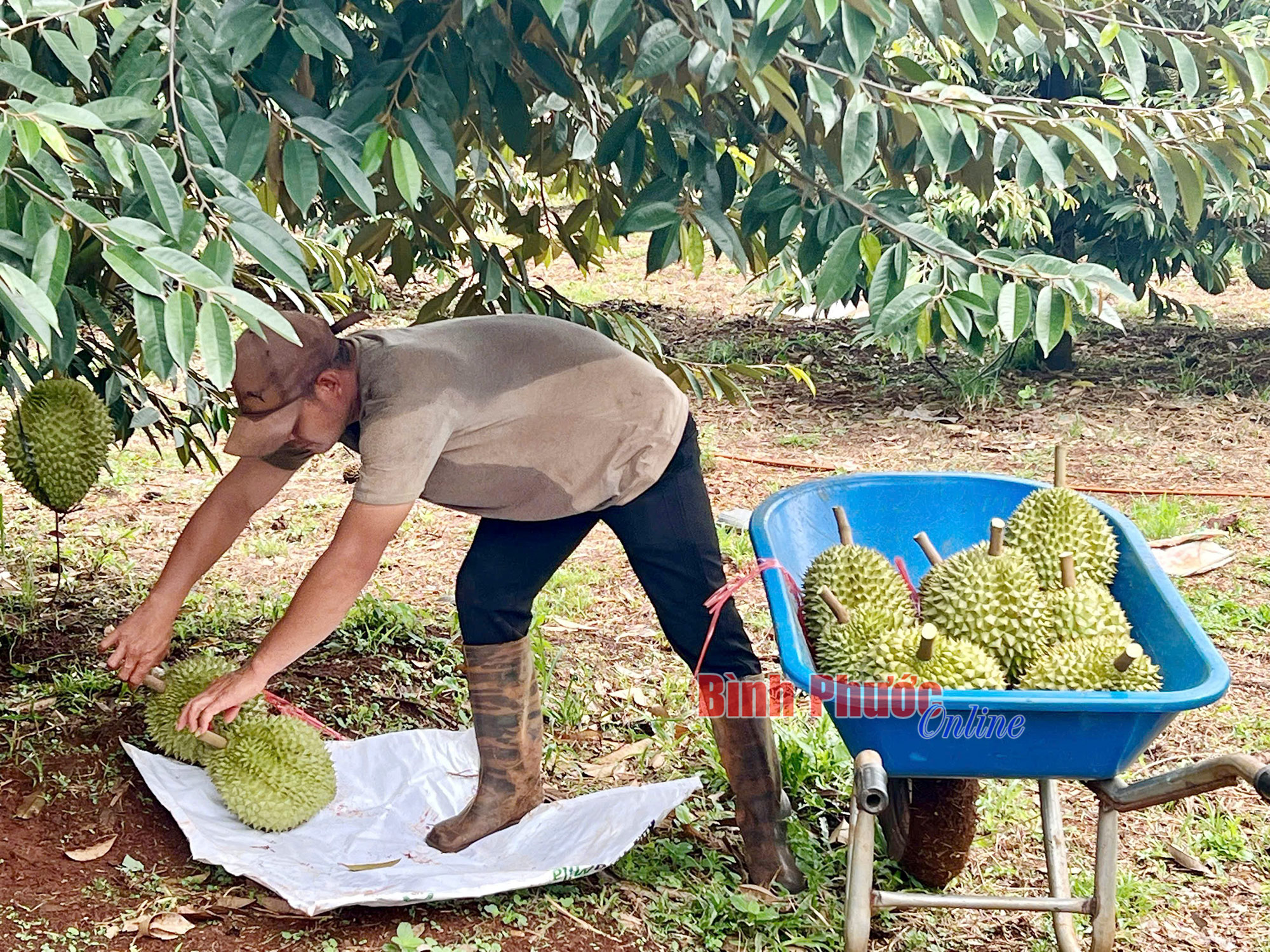 Để 'được mùa' không còn là may rủi