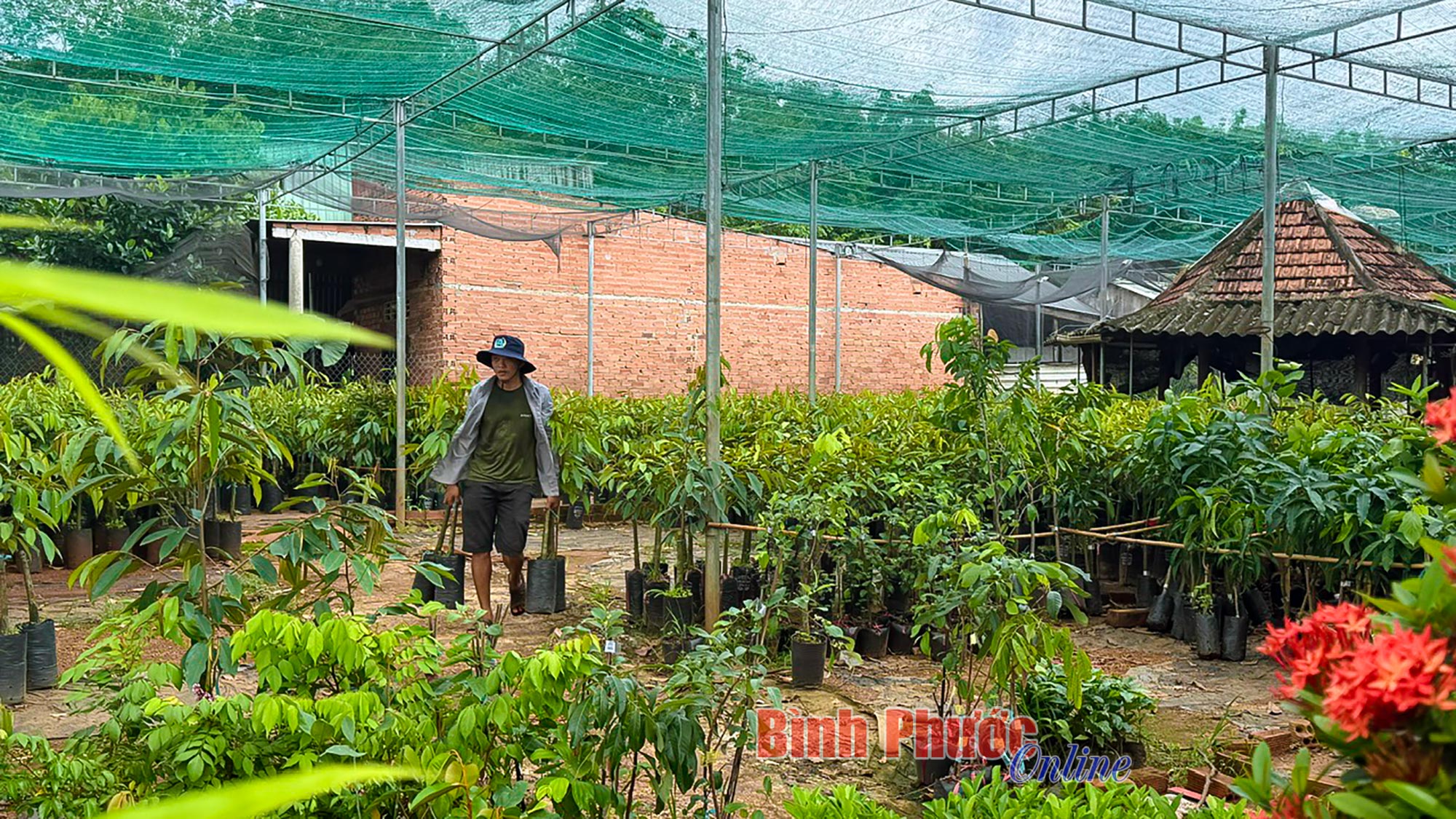 Thị trường cây giống vào mùa
