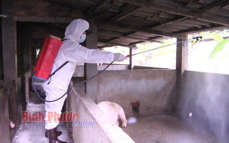 Đồng Xoài: Công bố dịch tả heo châu Phi trên địa bàn phường Tân Xuân