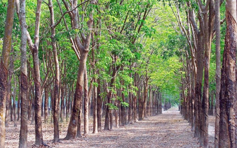 Hớn Quản: Hai vợ chồng công nhân cạo mủ cao su nhiễm SARS-CoV-2