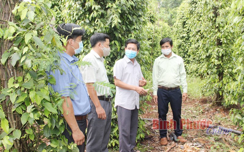 Nhiều lợi ích từ tưới tiết kiệm