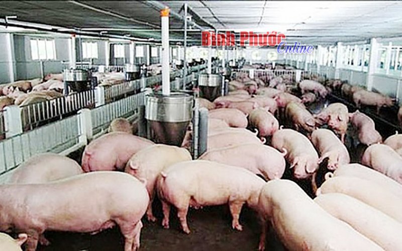 Phòng dịch hiệu quả để chăn nuôi an toàn